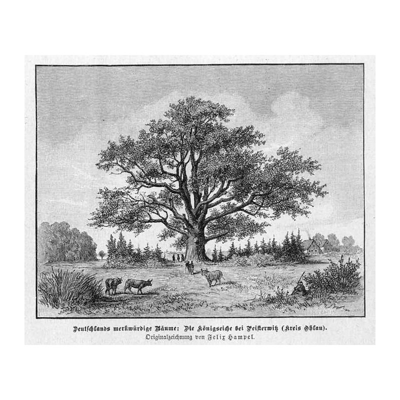 "Deutschlands merkwürdige Bäume: Die Königseiche bei Peisterwitz (Kreis Ohlau). Originalzeichnung von Felix Hampel."