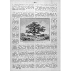 "Deutschlands merkwürdige Bäume: Die Königseiche bei Peisterwitz (Kreis Ohlau). Originalzeichnung von Felix Hampel."