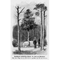 "Deutschlands merkwürdige Bäume: die Linde von Eckertsdorf. Nach einer Skizze von H. Matthiae gezeichnet von W. Hoffmann."