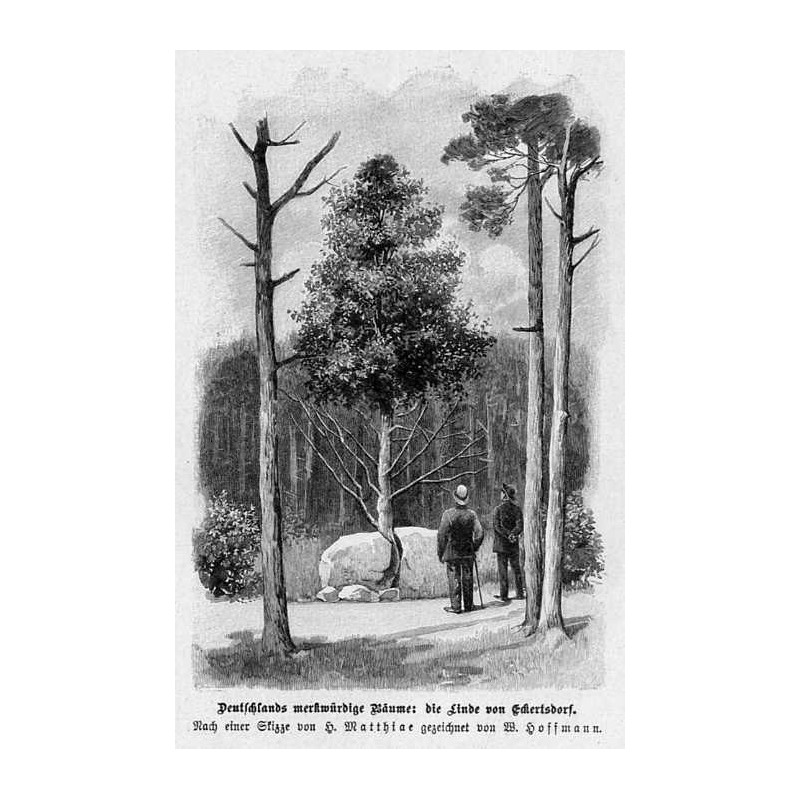 "Deutschlands merkwürdige Bäume: die Linde von Eckertsdorf. Nach einer Skizze von H. Matthiae gezeichnet von W. Hoffmann."