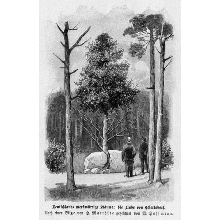 "Deutschlands merkwürdige Bäume: die Linde von Eckertsdorf. Nach einer Skizze von H. Matthiae gezeichnet von W. Hoffmann."
