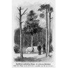 "Deutschlands merkwürdige Bäume: die Linde von Eckertsdorf. Nach einer Skizze von H. Matthiae gezeichnet von W. Hoffmann."