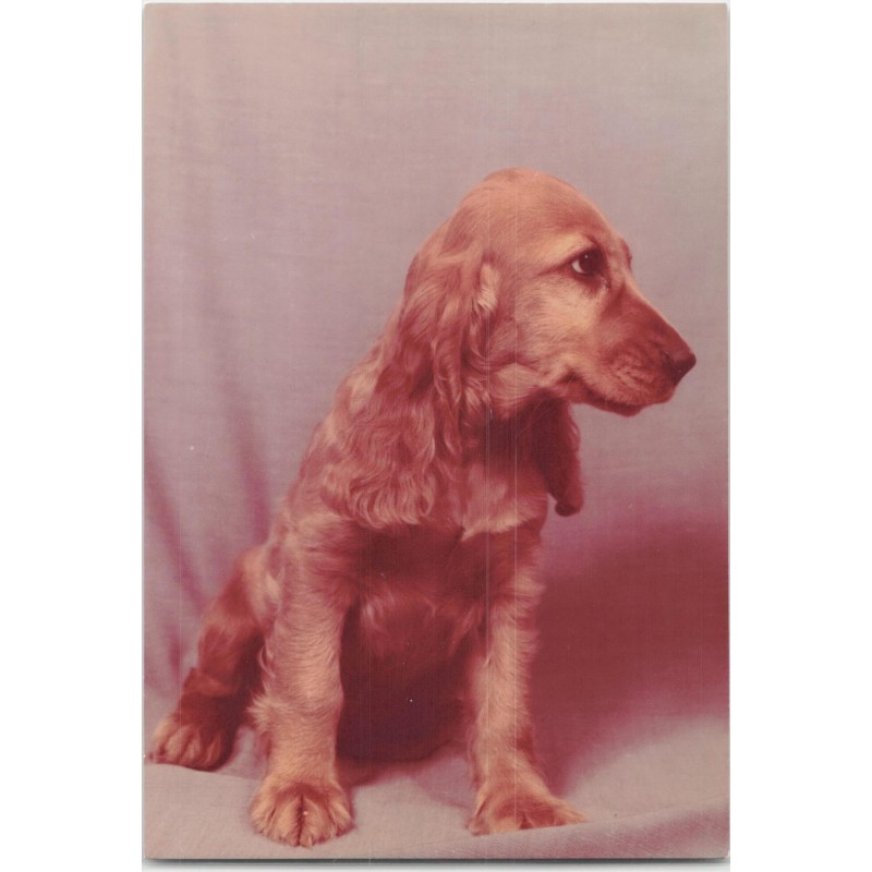 Młody cocker spaniel