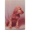 Młody cocker spaniel