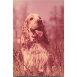 Cocker spaniel