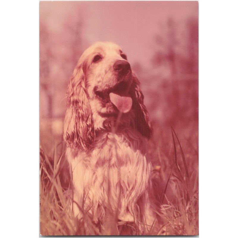 Cocker spaniel
