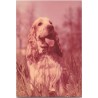 Cocker spaniel