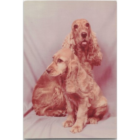 Cocker spaniel