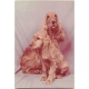 Cocker spaniel