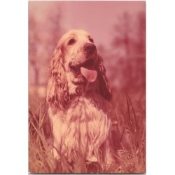 Cocker spaniel