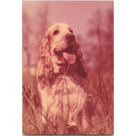 Cocker spaniel