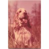 Cocker spaniel