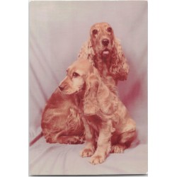 Cocker spaniel