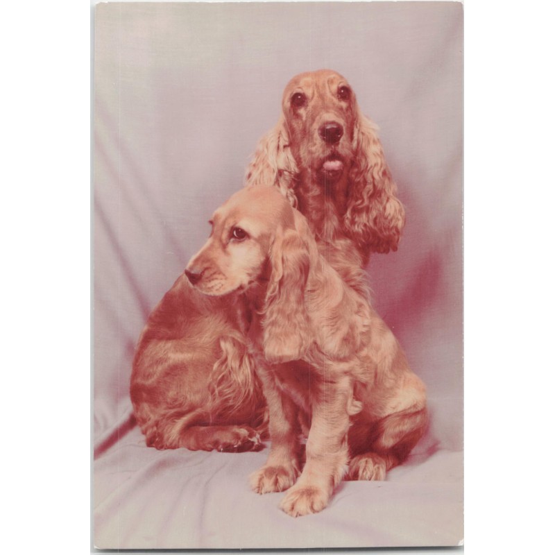 Cocker spaniel