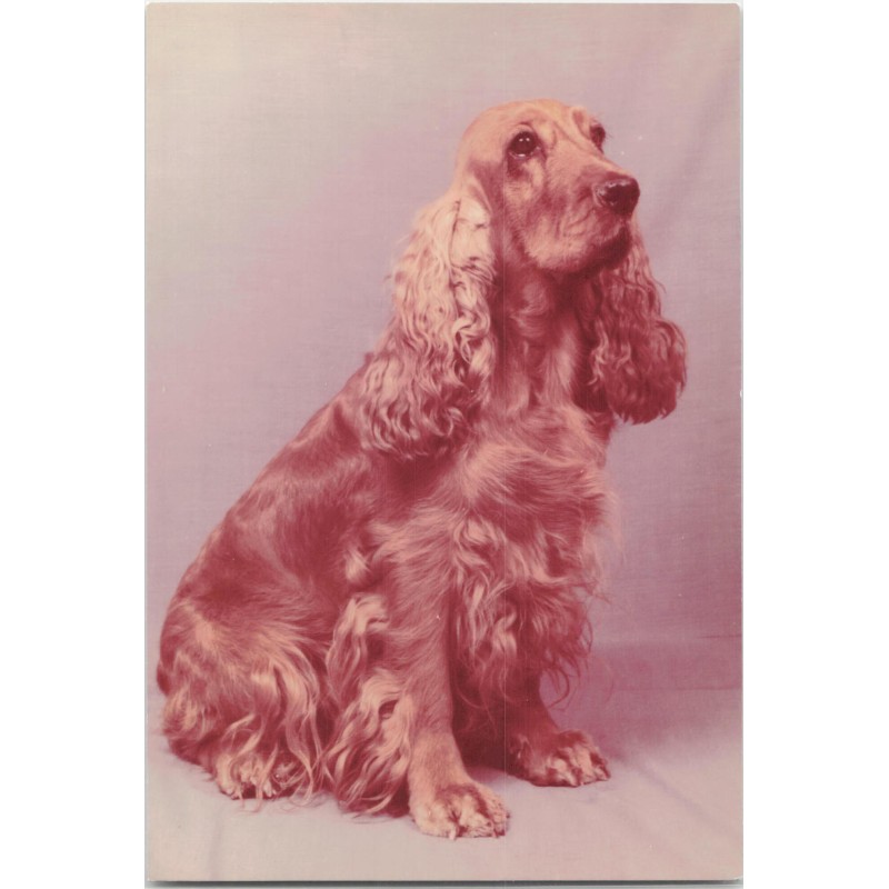 Cocker spaniel