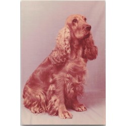 Cocker spaniel
