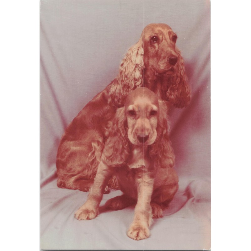 Cocker spaniel