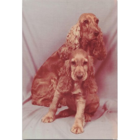 Cocker spaniel