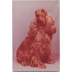 Cocker spaniel