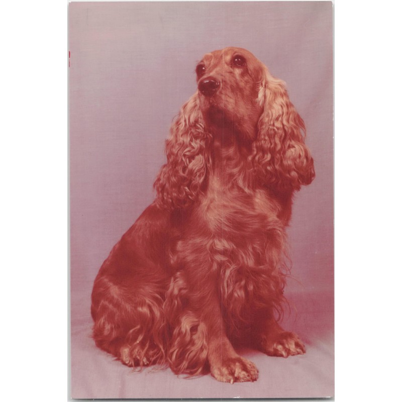 Cocker spaniel