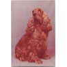 Cocker spaniel