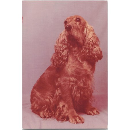 Cocker spaniel