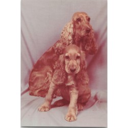 Cocker spaniel