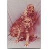 Cocker spaniel