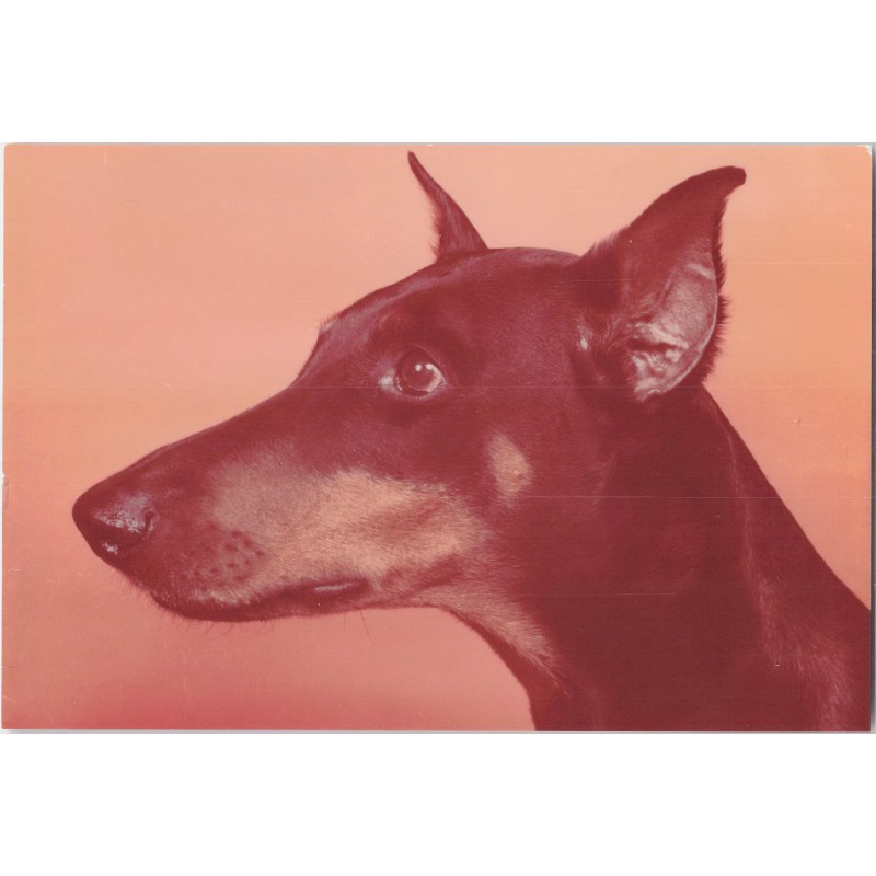 Doberman