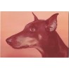 Doberman