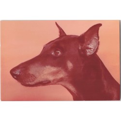 Doberman