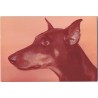 Doberman