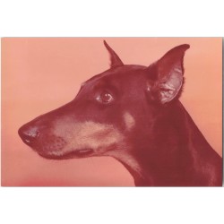 Doberman