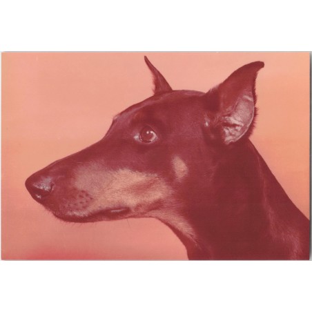 Doberman