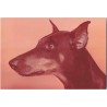 Doberman