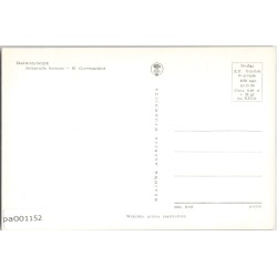 Dalmatyńczyk