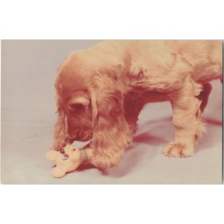 Cocker spaniel
