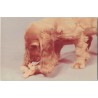 Cocker spaniel