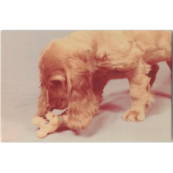 Cocker spaniel