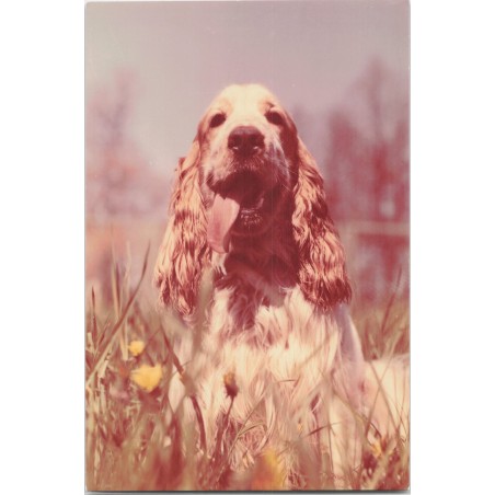 Cocker spaniel