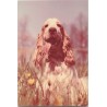 Cocker spaniel