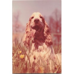 Cocker spaniel