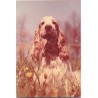 Cocker spaniel