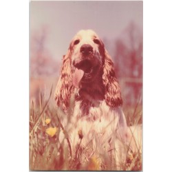 Cocker spaniel
