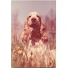 Cocker spaniel