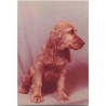Młody cocker spaniel