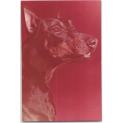 Doberman