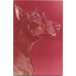 Doberman