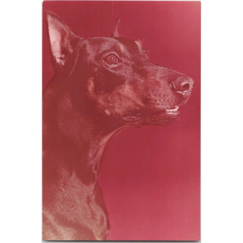 Doberman