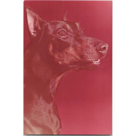 Doberman